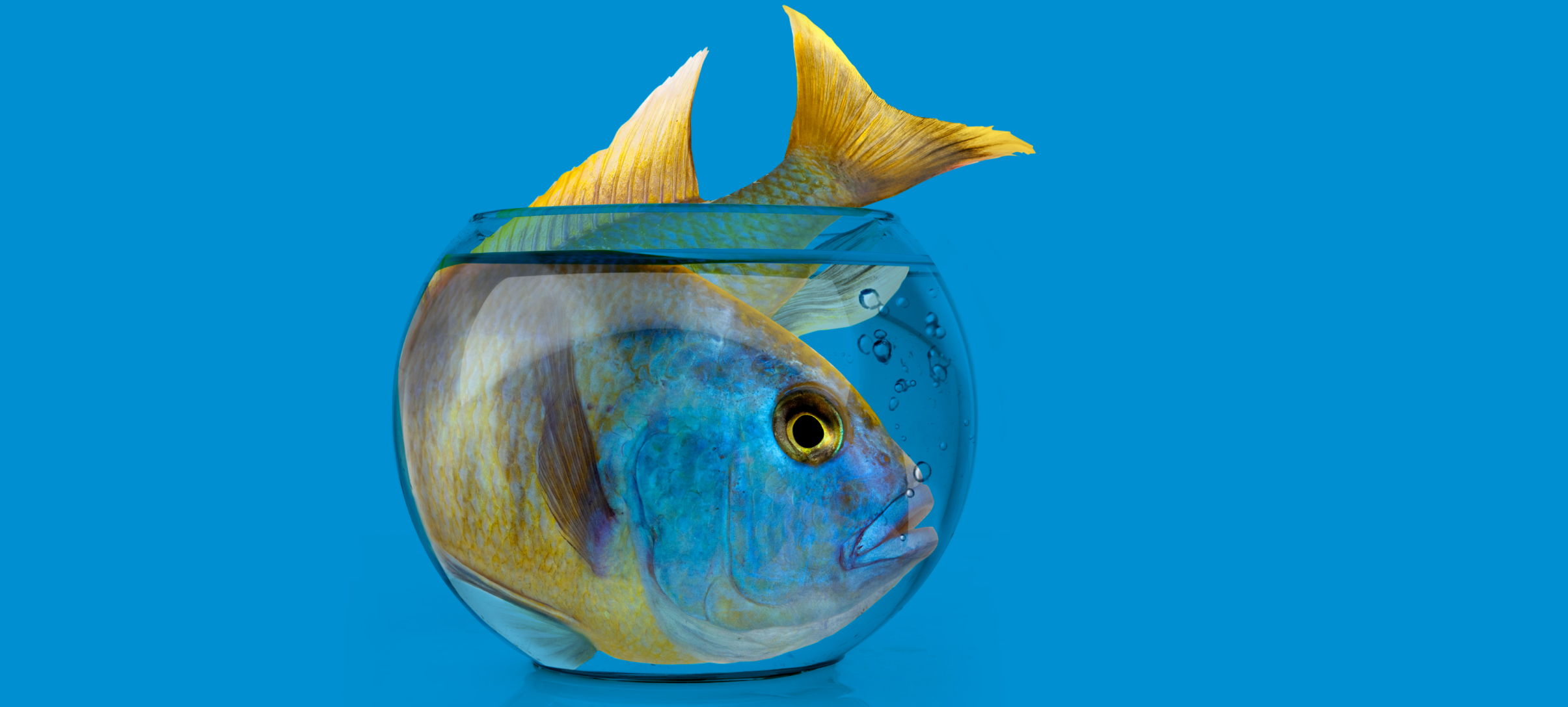 Fishbowl